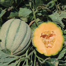 Berynita Store 10 Seeds Orange Sherbet F1 Hybrid Melon Seeds Non-Gmo Hei... - £9.17 GBP