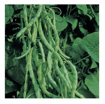 Kentucky Wonder 125, Bush Green Bean Seeds, NON-GMO, Free Shipping - £1.77 GBP+