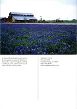 Texas Fredericksburg Bluebonnets Field Flowers Wildseed Farms VTG Postcard - £7.63 GBP