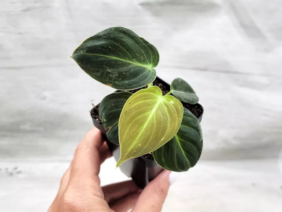 Philodendron Melanochrysum, Philodendron Black gold live houseplant in 4... - $36.99