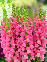 500 Seeds Tall Pink Snapdragon Flower Seeds - £5.11 GBP