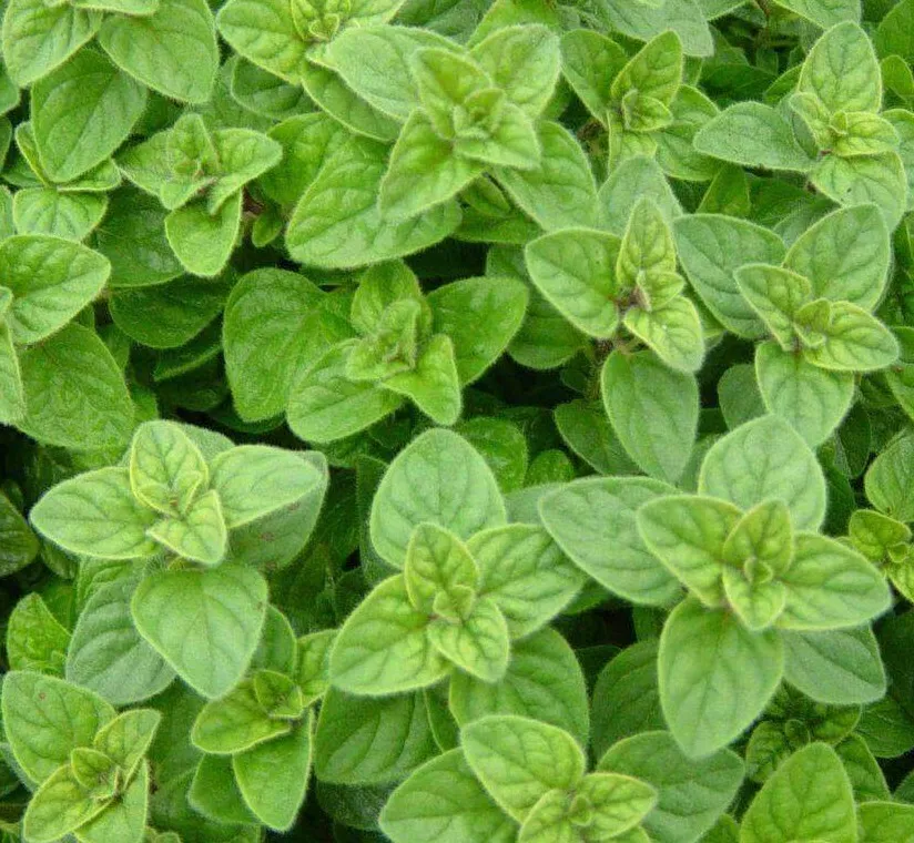 PSStore 2000 Italian Oregano Culinary Herbs Spice Garden Vegetable Seeds - $9.67
