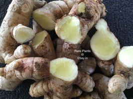 Rare Curcuma Amada ( Mango Ginger ) Fresh Root Cuttings for Growing 4 Rh... - $8.50