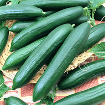 HS 125 Cucumber Seeds Straight Eight Vegetable Spring Heirloom Garden Award Winn - £2.77 GBP