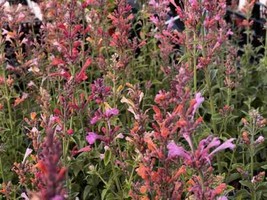 50 Agastache Aurantiaca ??ragrant Carpet Mix?? Bright Fiery Colored Mix From US - $10.95