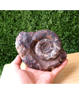 Clymenia laevigata Ammonite Devonian fossil from Morocco N77 - $64.35