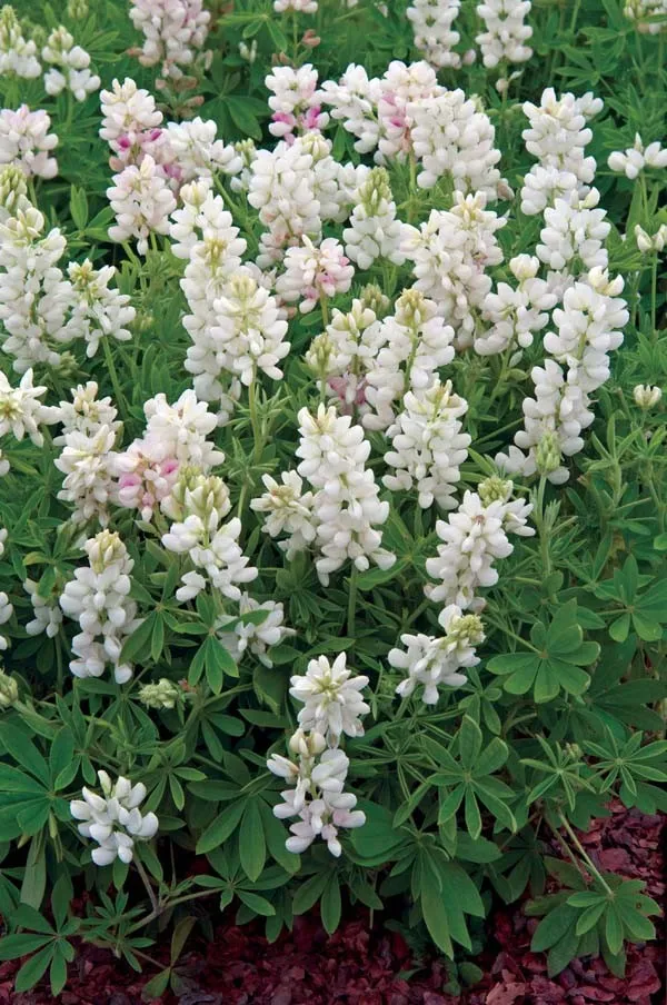 30 Seeds Lupine White Bluebonnet Lupinus Snow Pixie Fragrant Self Sow Flower - £7.40 GBP