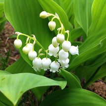 5 Lily Of The Valley Roots Rhizomes May Lily May Bells Convallaria Majal... - $97.90