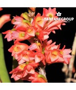 DENDROBIUM FACIFERUM SMALL ORCHID SPECIES MOUNTED - $53.00