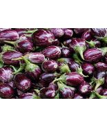 Indian Eggplant / Brinjal / Kateri / Gutti vankaya 70+ seeds 100% Organi... - $5.28