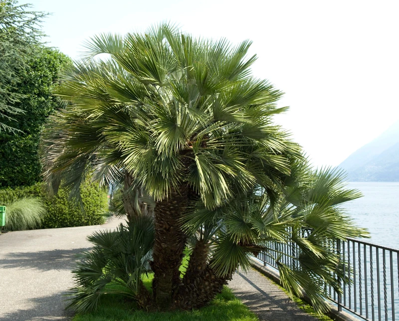 5 Seeds Common Windmill Palm – Trachycarpus fortunei - $200.00 MXN