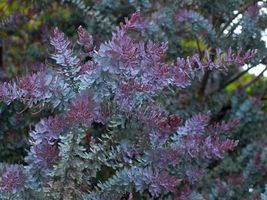 10 Purple leaved Acacia Baileyana v purpurea Tree seeds    - £5.46 GBP