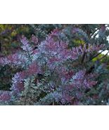10 Purple leaved Acacia Baileyana v purpurea Tree seeds    - £5.83 GBP