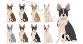 New Boston Terrier Dogs Design Vinyl Checkbook Cover Dogs - £7.10 GBP