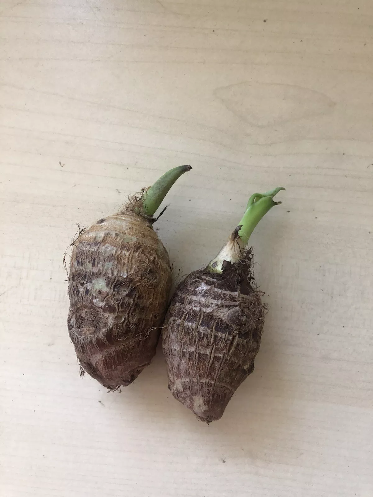 2 Sprouted Taro Root Bulbs Elephant Ear Live Plant Ready To Plant - $33.88