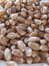 HeirloomSupplySuccess 150 Heirloom Hard Red Wheat Seeds - £2.35 GBP