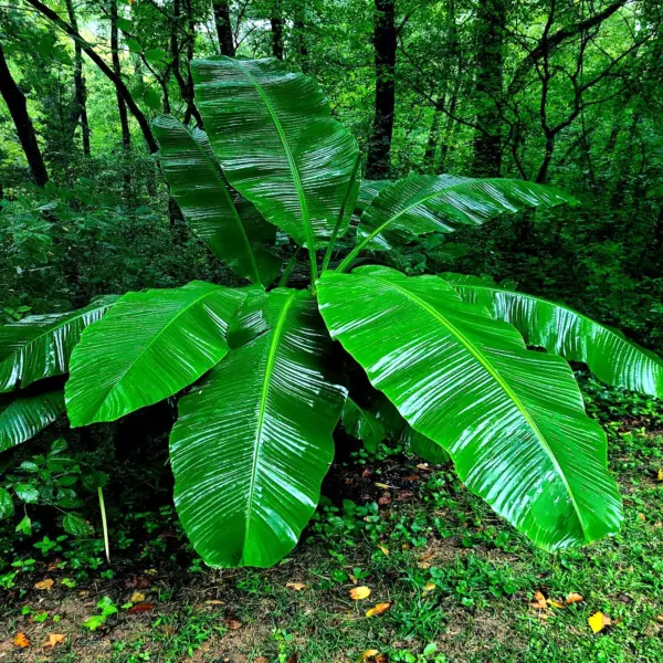 20 &quot;&quot;Dwarf&quot;&quot; Cavendish Banana Tree Seeds M Acuminata Hardy Tropical Fruit Plant  - £26.17 GBP