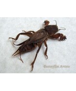 Real Mole Cricket Gryllotalpa Africana RARE Entomology Framed Shadowbox Display - €59,13 EUR