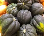 Table Queen Acorn Winter Squash 20 Seeds Non-Gmo Fast Shipping - £7.20 GBP