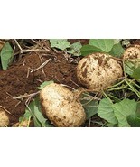 Jicama Mexican Yam Bean 5 - 1000 Seeds Pachyrhizus Erosus Sweet &amp; Crunch... - $46.20 MXN+
