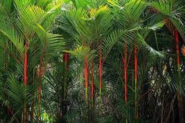 Lipstick Palm Cyrtostachys Renda Tree, 10 seeds - £9.74 GBP