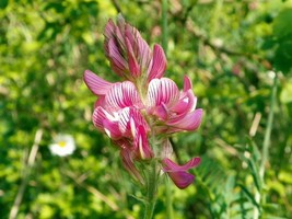 Shipped From Us 100 Pink Sainfoin Common Holy Clover Flower Seeds, LC03 - £11.99 GBP