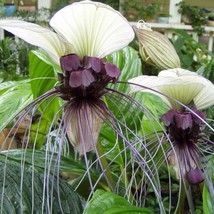 Tacca Integrifolia White Bat Flower 20 Seeds Usa Fast Shipping - £17.16 GBP