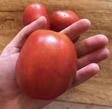 Large Amish Paste Tomato Organic Heirloom 20 Seeds USA Seller Garden Fresh - £6.01 GBP