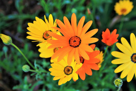 VP 1000 Mixed African Daisy Daisies Dimorphotheca Aka Cape Marigold Flower Seeds - £3.47 GBP