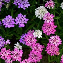 ENIL Candytuft MIXED COLORS Ground Cover Pollinators Fragrant 500 Seeds - £3.58 GBP