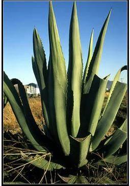 Agave tequilana, 100 Seeds D