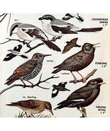 Shrike Types &amp; Starling Myna Birds 1966 Color Bird Art Print Nature ADBN1Q - $28.01 CAD