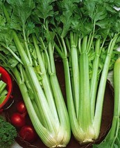 1/4 Oz Celery Seeds Utah Tall Bulk Celery Seeds 25000Ct Fresh Garden USA Shippin - $22.75