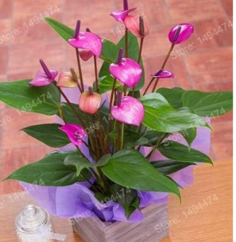 Japan Anthurium as Rare Flower Mini Seed Color: Purple - $16.99