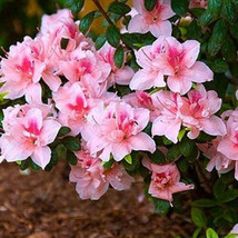 Starter Plant Encore Autumn Belle Azalea Deciduous Well Rooted Delicate Pink - $49.98