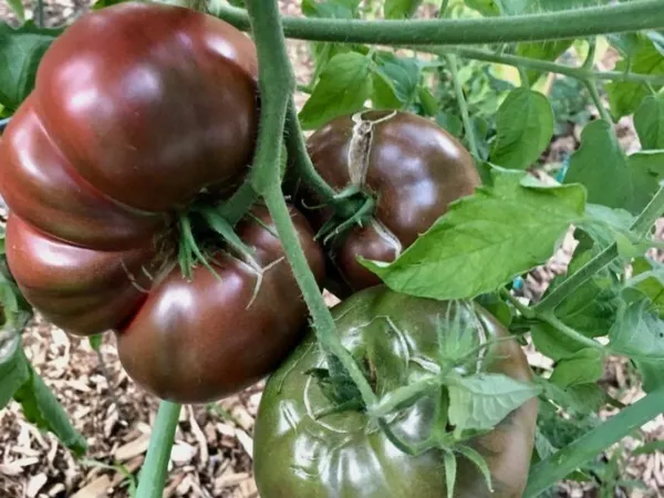 50+ Seeds Cherokee Purple Tomato Non Gmo 2023 Garden - £6.01 GBP
