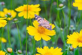 Lance Leaf Coreopsis Seeds | Non-GMO | Golden Yellow Blooms | Drought To... - $4.99+