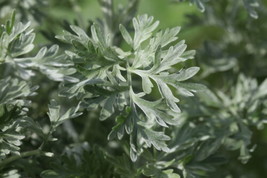 2,000 Common Wormwood Seeds (Artemisia Absinthium)    From US - $13.95