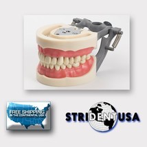 DENTAL TYPODONT MODEL 200 W/ REMOVABLE TEETH KILGORE NISSIN TYPE 10 FREE... - $46.98