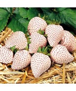 “ 100 PCS White Strawberry Seeds The Hottest Fruits in Japan GIM ” - £8.93 GBP