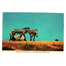 Vintage Postcard Hartmans Mountain Zebra San Diego Wild Animal Park ZW.3 Series - £7.47 GBP