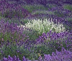 Mostly Fragrant! 30Seeds Purple And White Lavender Mix Flower Seeds/Perennial  S - £10.95 GBP