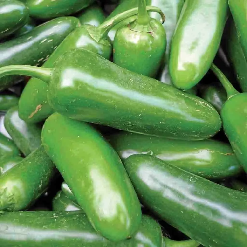 Jalapeno M Pepper Spicy Vegetable NON GMO 50 Seeds - $9.60