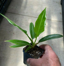 Philodendron Narrow - &#39;Jungle Boogie&#39; or &#39;Tigers Tooth&#39; - $41.50