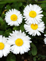 White Mid Sing Daisy Seeds - 500 Seeds EASY TO GROW SEED - £4.78 GBP