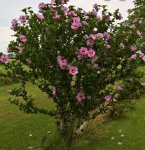  5+ Pink rose of sharon tree cuttings! Live cuttings- Free shipping - £10.21 GBP