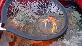 Koi Pond Pan Net with 39 Inch (100cm) Diameter &amp; 96 Inch (2.4m) Handle - $159.95