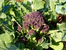 Broccoli Purple Sprouting 100 Seeds Heirloom Open Pollinated Fresh - £10.34 GBP