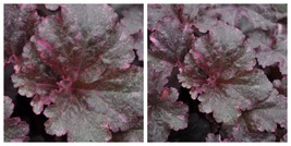 Midnight Rose Heuchera - Coral Bells - Live Plant - 2.5&quot; Pot - Fast Ship... - $42.99