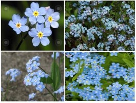 Blue Forget Me Not Perennial Flowers 50 Seeds Fresh Garden USA SELLER - $8.97